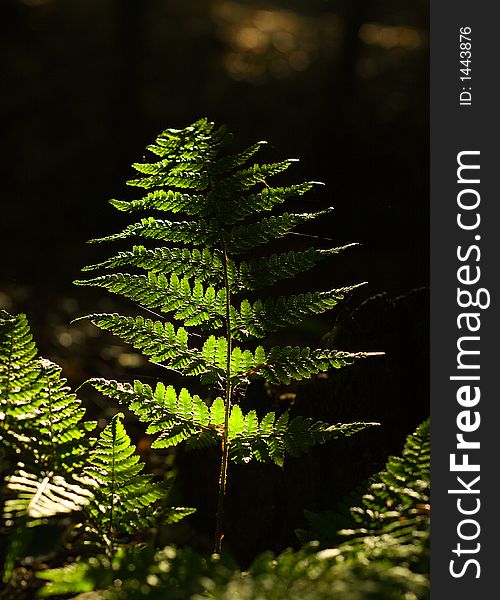 A beam of light falling onto a fern