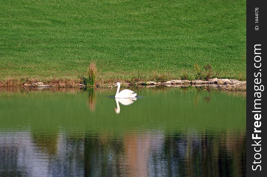 Swan swimming on a lake. Swan swimming on a lake