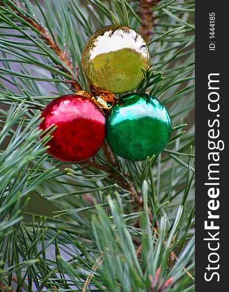 Red green and gold christmas bulbs in blue spruce tree. Red green and gold christmas bulbs in blue spruce tree