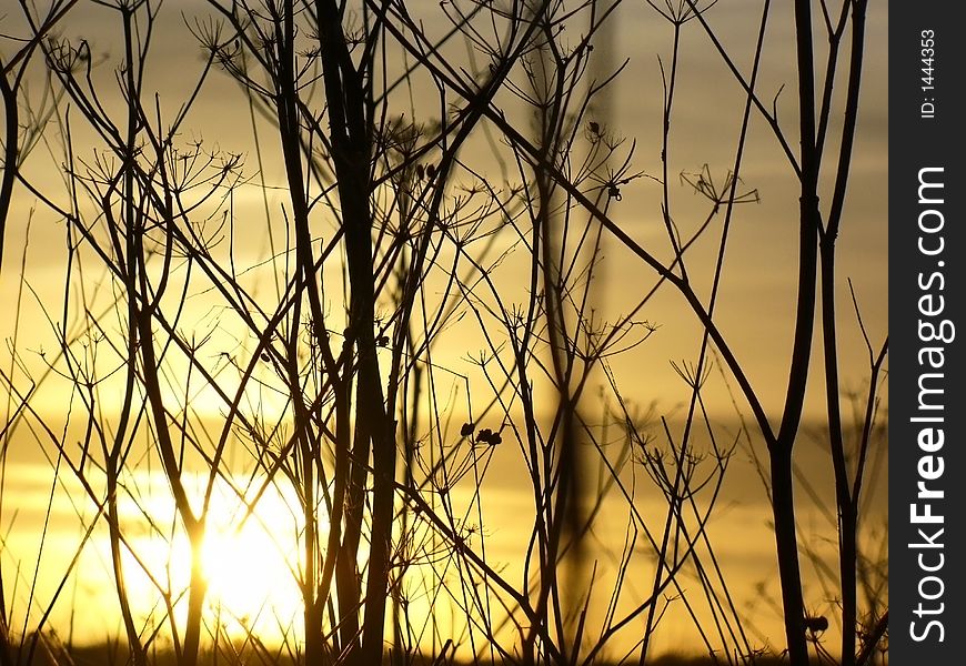 Field of dry grass weed against yellow sky sunset