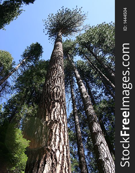 Large trees in Yosemite National Park