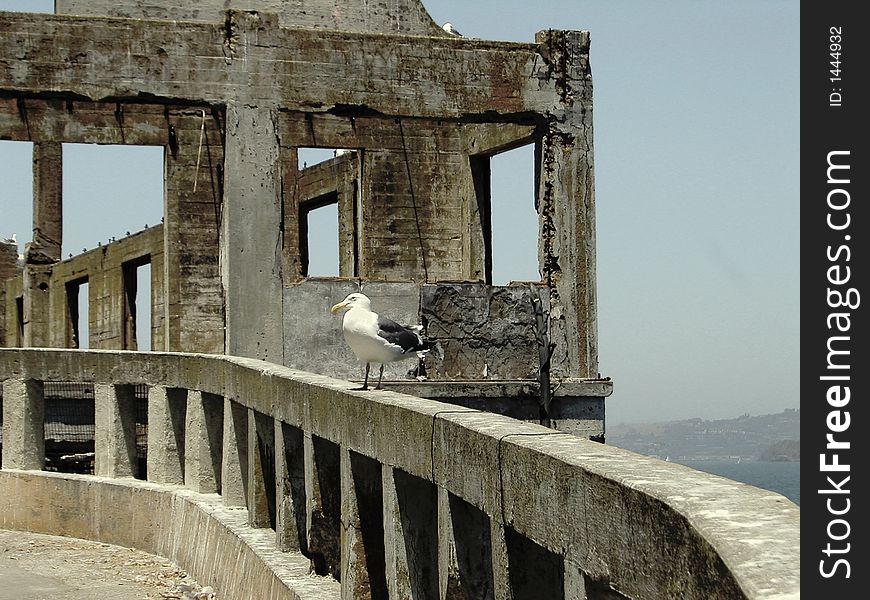 Seagull Standing On Ruins