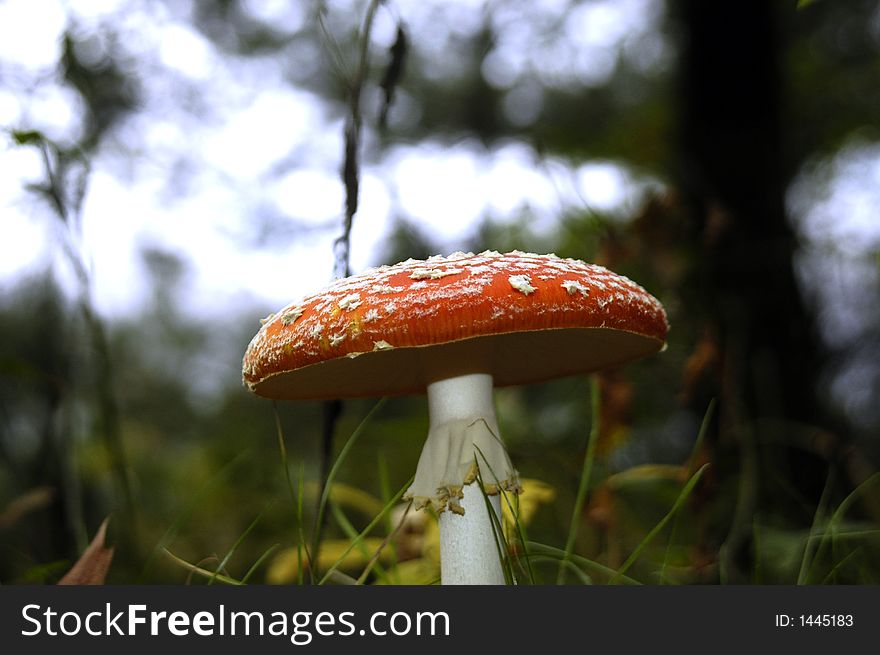 Red Mushroom In Forest