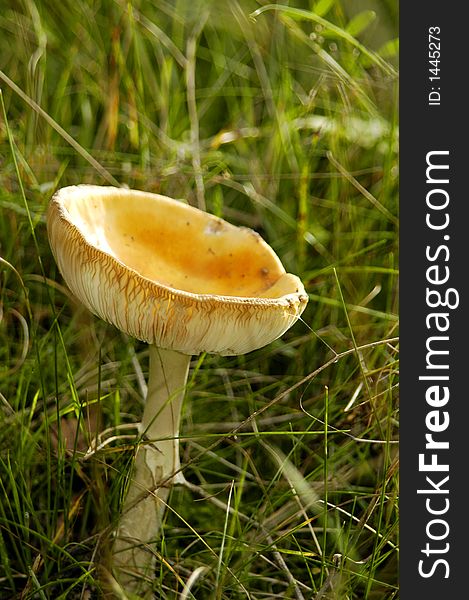 Yellow orange mushroom in meadow. Yellow orange mushroom in meadow