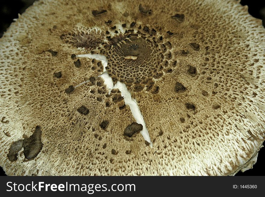 Close-up, macro big brown fungus. Close-up, macro big brown fungus