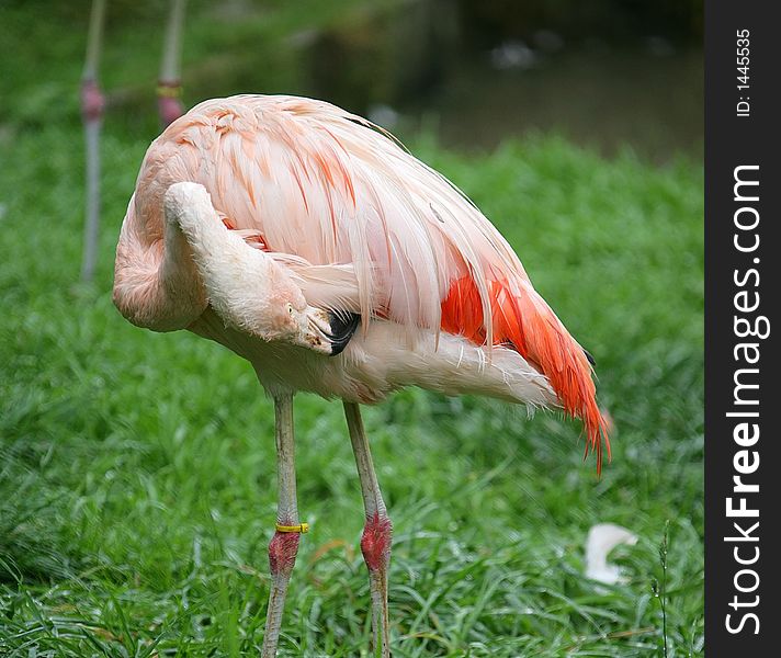 Portrait of Pink Flamingo in Zoo. Portrait of Pink Flamingo in Zoo