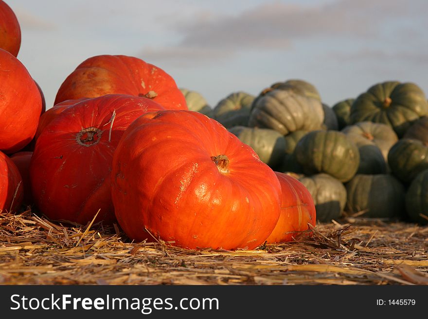 Orange and green round pumpkins in piles at sunset