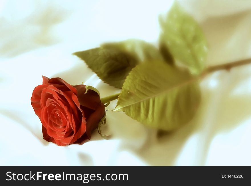 Hazy red rose with leaves on white sheet. Hazy red rose with leaves on white sheet