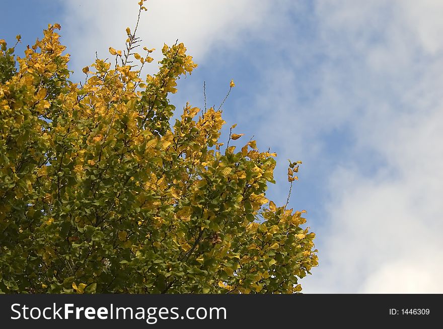Colourfull autumn tree and blue cloudy sky