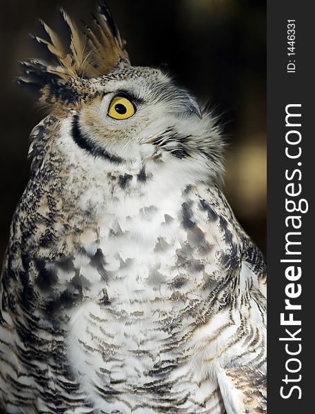Great Horned Owl (Bubo virginianus) looks up into sky - captive animal