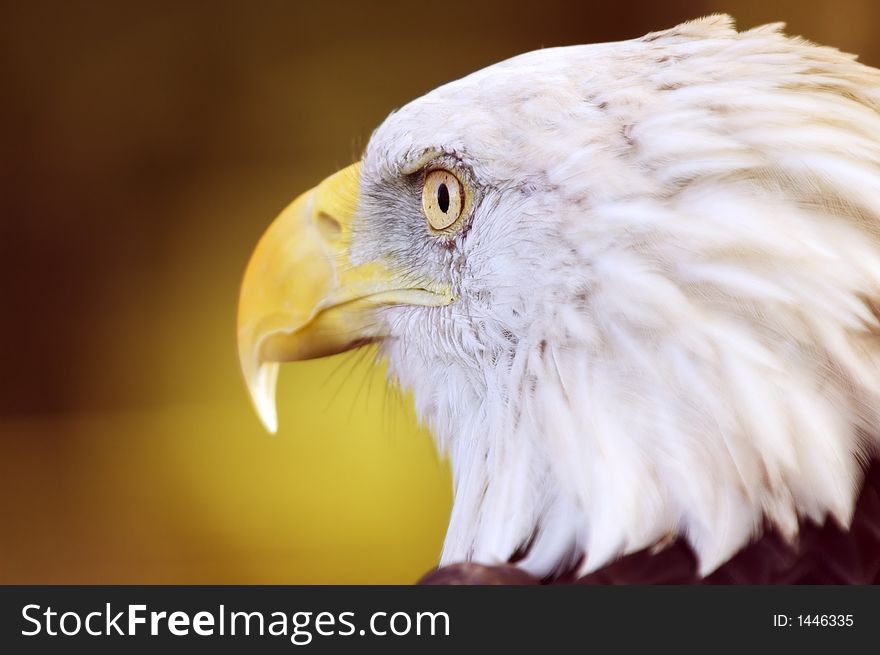 Bald Eagle (Haliaeetus Leucocephalus) Close Up Profile