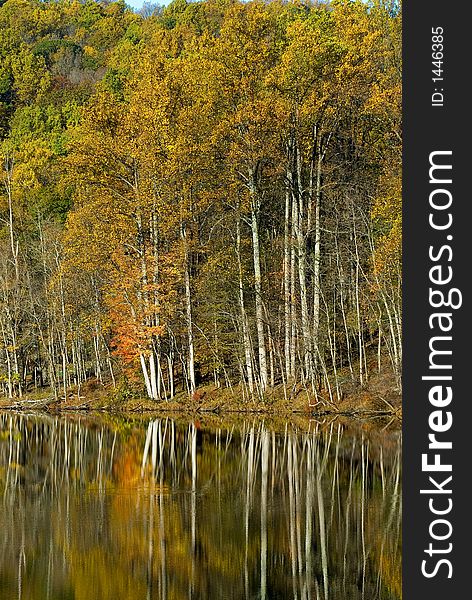 Lakeside birch tress reflected in a lake. Lakeside birch tress reflected in a lake