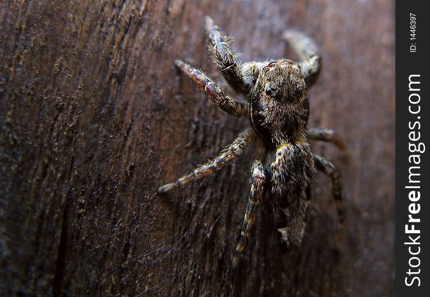 A Jumping Spider camouflaged on the background