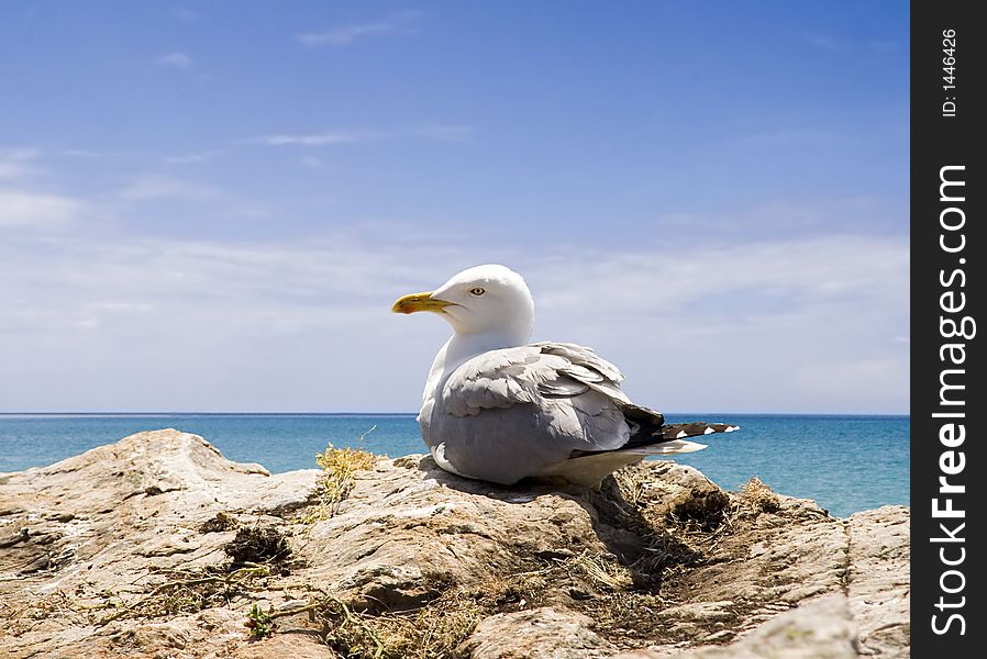 Seagull in the beach in Turkey