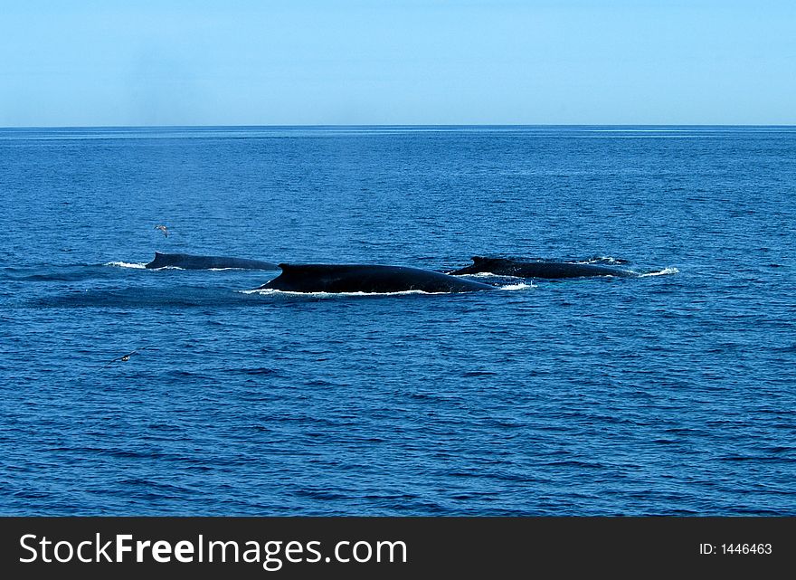Three humpback whales on Stellwagon bank. Three humpback whales on Stellwagon bank