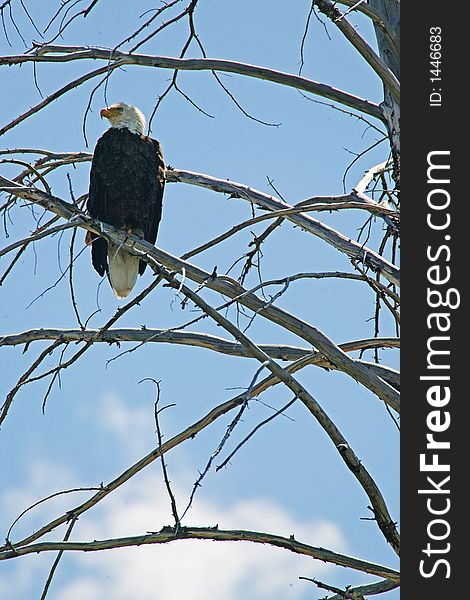 A lone bald eagle perched high up on a tree. A lone bald eagle perched high up on a tree