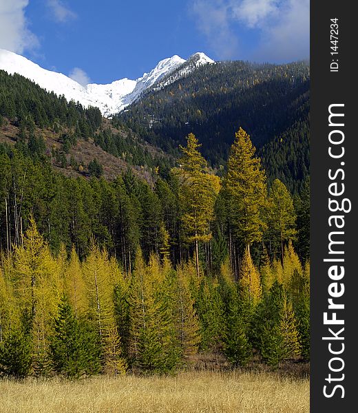 This image of the tamaracks changing into their fall colors below the snowy peaks was taken in western MT. This image of the tamaracks changing into their fall colors below the snowy peaks was taken in western MT.