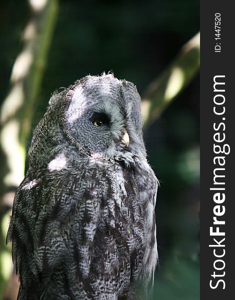 An owl in daylight background out of focus, grey colored feathers. An owl in daylight background out of focus, grey colored feathers