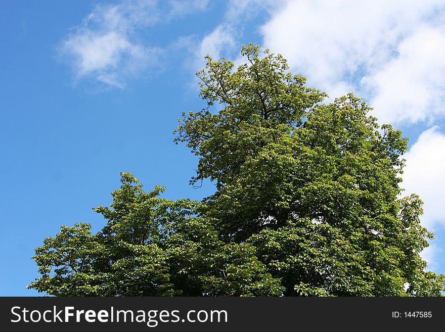 A green tree set against a blue sky with some clouds. A green tree set against a blue sky with some clouds