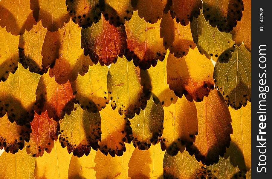 Autumn leaves in autumn colors, arranged on top of each other forming a featherlike pattern, very apparent texture and detail, great for backgrounds. Autumn leaves in autumn colors, arranged on top of each other forming a featherlike pattern, very apparent texture and detail, great for backgrounds