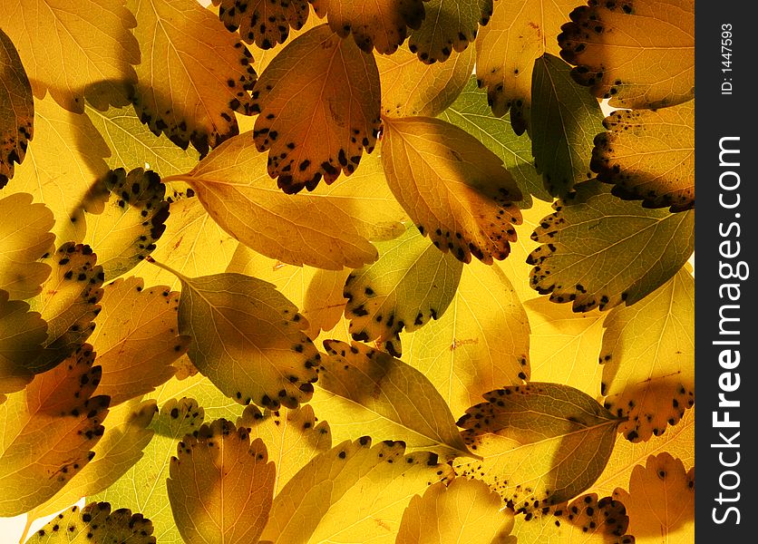 Autumn leaves in yellow and green, black dots form a pattern on some, arranged in a crossing pattern and lit from behind to get detail and shadows. Autumn leaves in yellow and green, black dots form a pattern on some, arranged in a crossing pattern and lit from behind to get detail and shadows