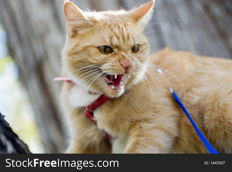 Cat Having A Hissy Fit Free Stock Images & Photos 1447637