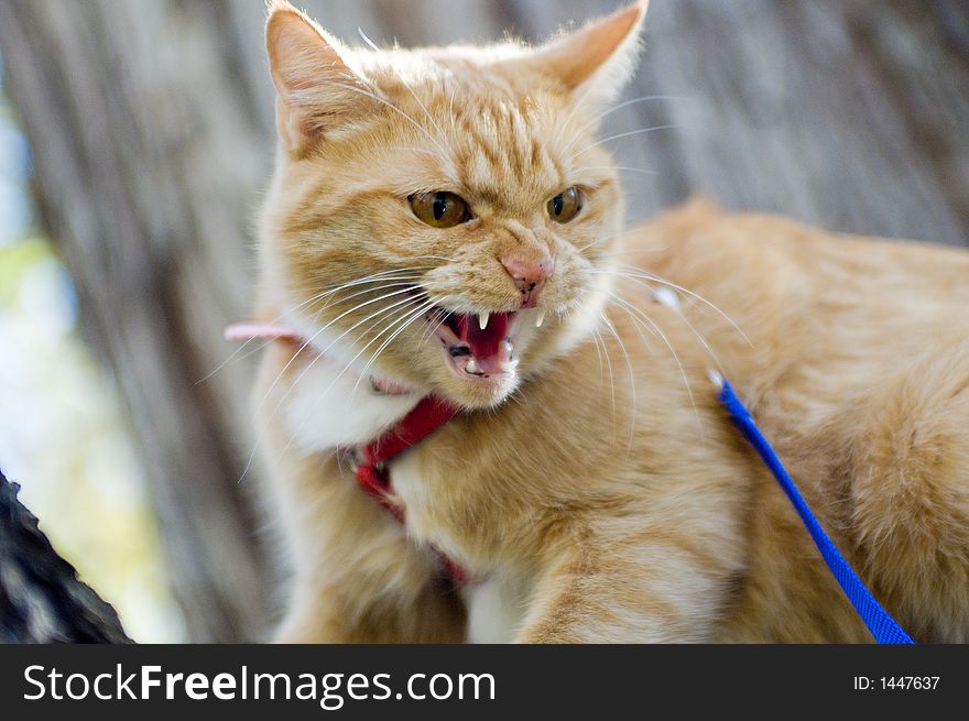 Yellow cat hissing while on a walk in the woods. Yellow cat hissing while on a walk in the woods.