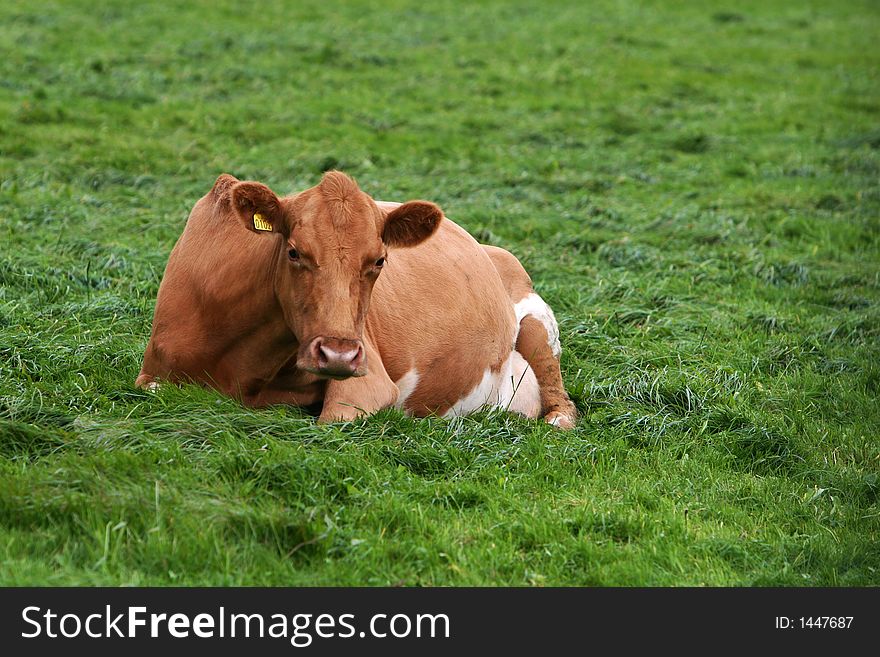 A milking cow lying down in a field of green grass looking at camera. A milking cow lying down in a field of green grass looking at camera