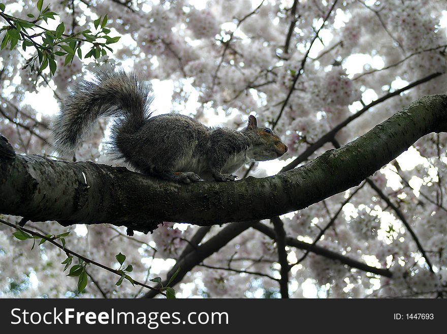 Squirrel in Cherry Blossom Tree. Squirrel in Cherry Blossom Tree