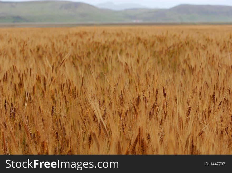 A field of corn, stretching towards a mountainrange in the distance. A field of corn, stretching towards a mountainrange in the distance