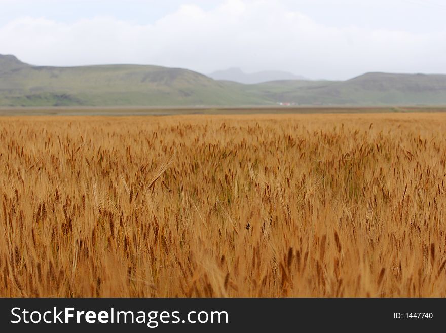 A field of corn, stretching towards a mountainrange in the distance