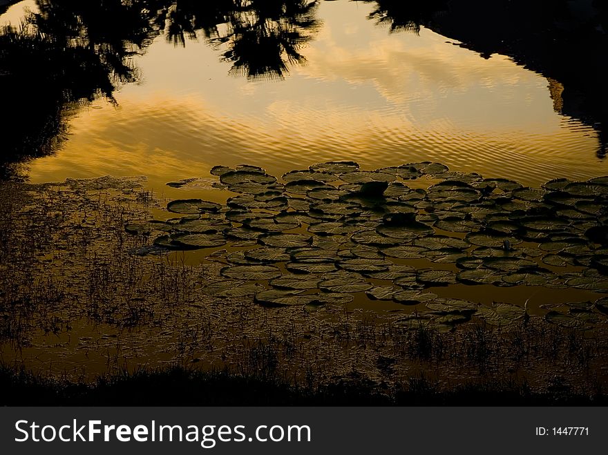 Lily pads at sunset with reflective sky.