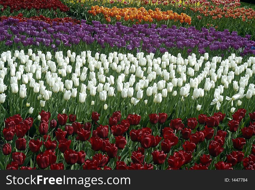 Colorful tulips in netherlands tulip gardens