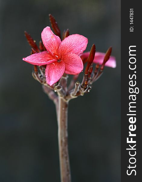 Flower after rain with DOF