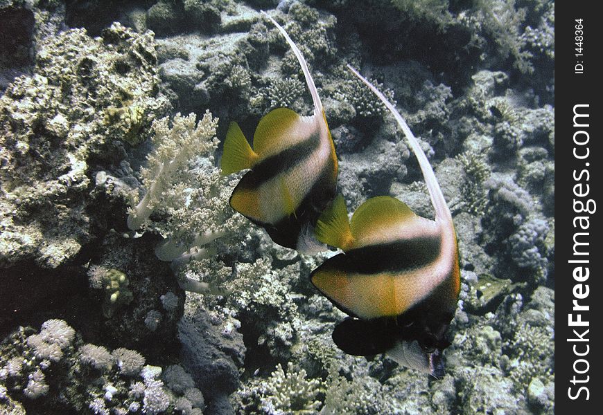 Pair of Longfin Bannerfish (Heniochus acuminatus) against reef wall, Egypt. Pair of Longfin Bannerfish (Heniochus acuminatus) against reef wall, Egypt