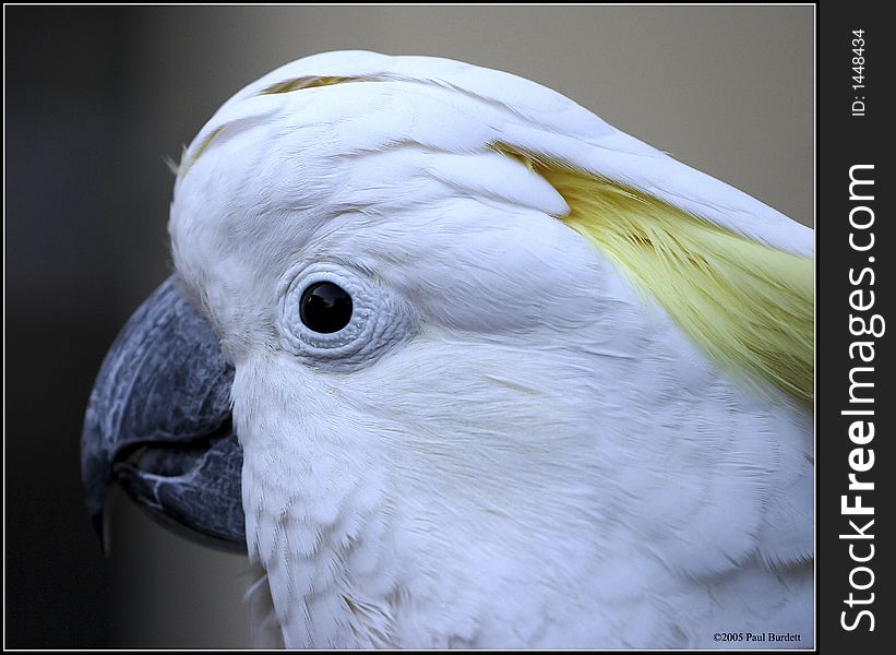 Cockatoo photographed at Australia Zoo