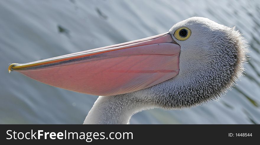 A Pelican photographed at the Sydney Fish Markets. A Pelican photographed at the Sydney Fish Markets.