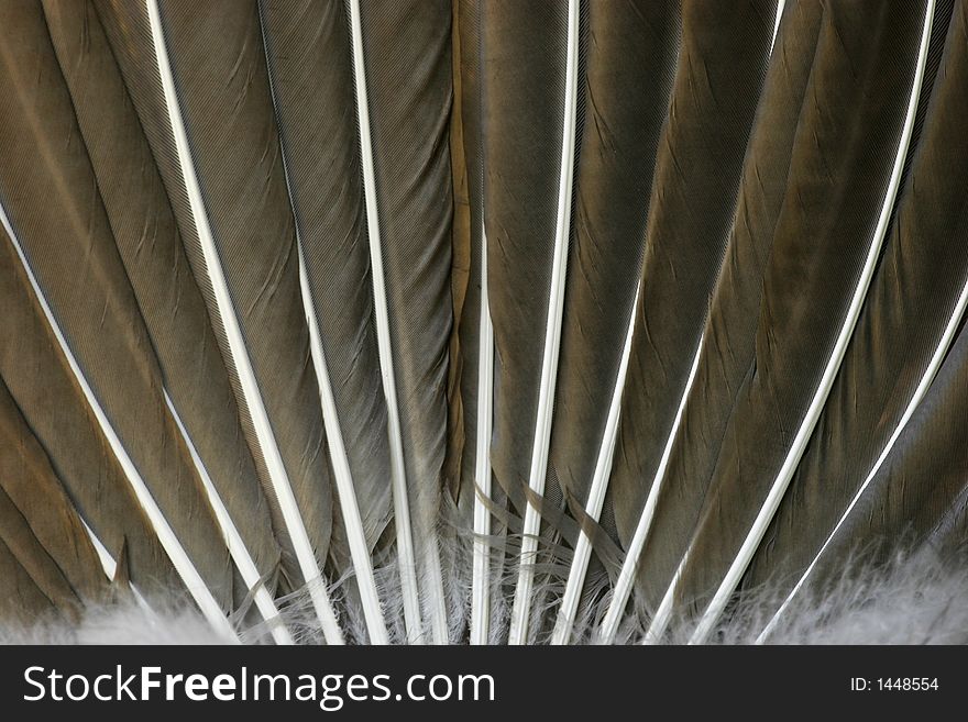 Peacock feathers