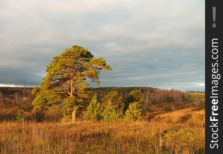 Autumn morning. A lonely pine in a field covered by the morning sun.