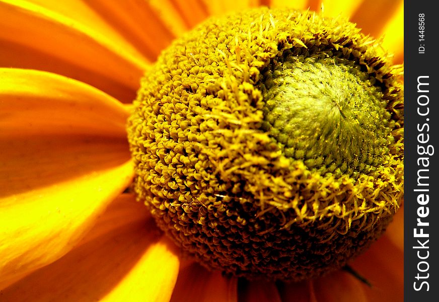 Big yellow flower from tubercule