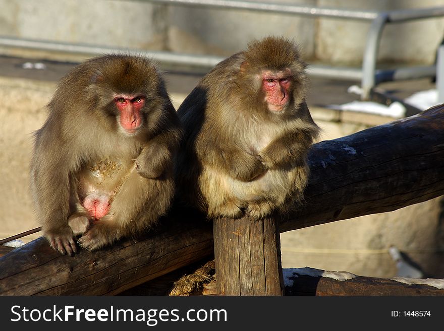 Couple of adult japanese macaques (macaca fuscata)
