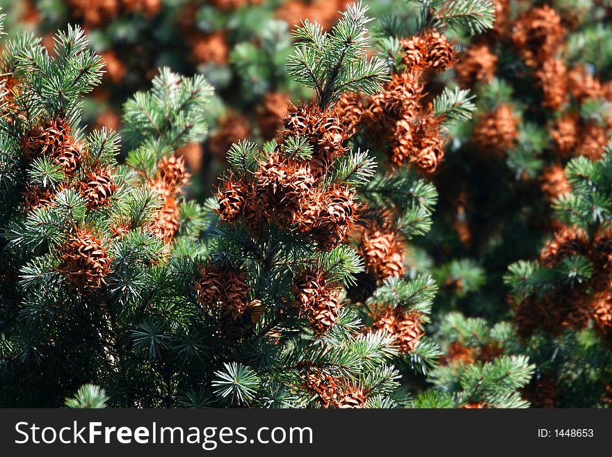 Green pine and cone - background. Green pine and cone - background