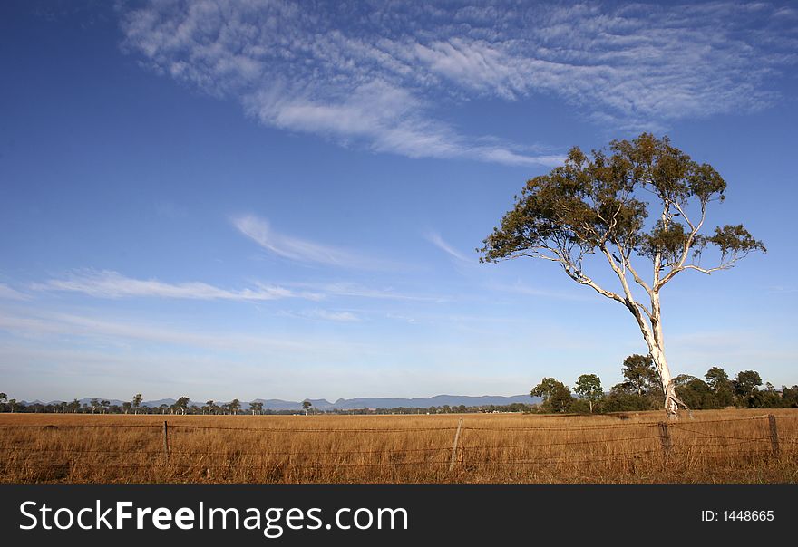 Tree scene near Ipswich, Queensland. Tree scene near Ipswich, Queensland.