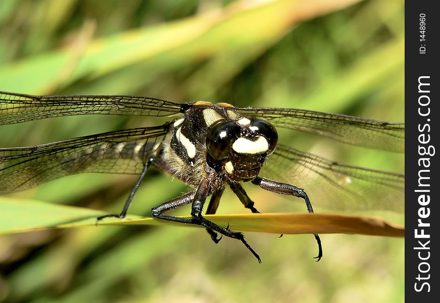 A large dragonfly resting on a leaf