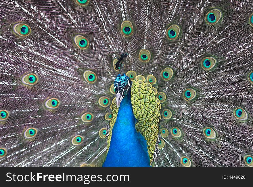 Peacock