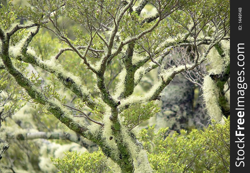 A lichen covered branch sticking out of the forest