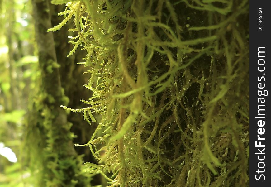 Moss Growing On Tree Trunk