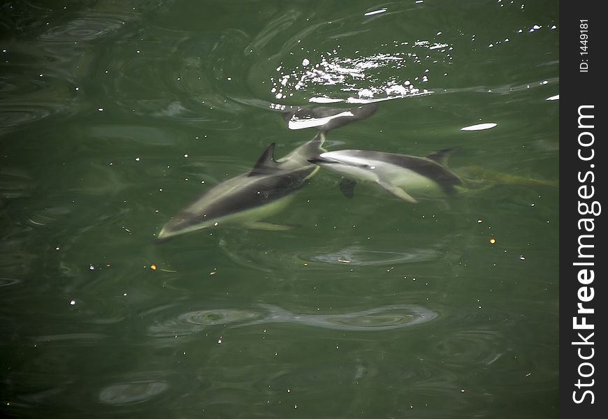 Fresch water dolphins in Silent Sound. Fresch water dolphins in Silent Sound