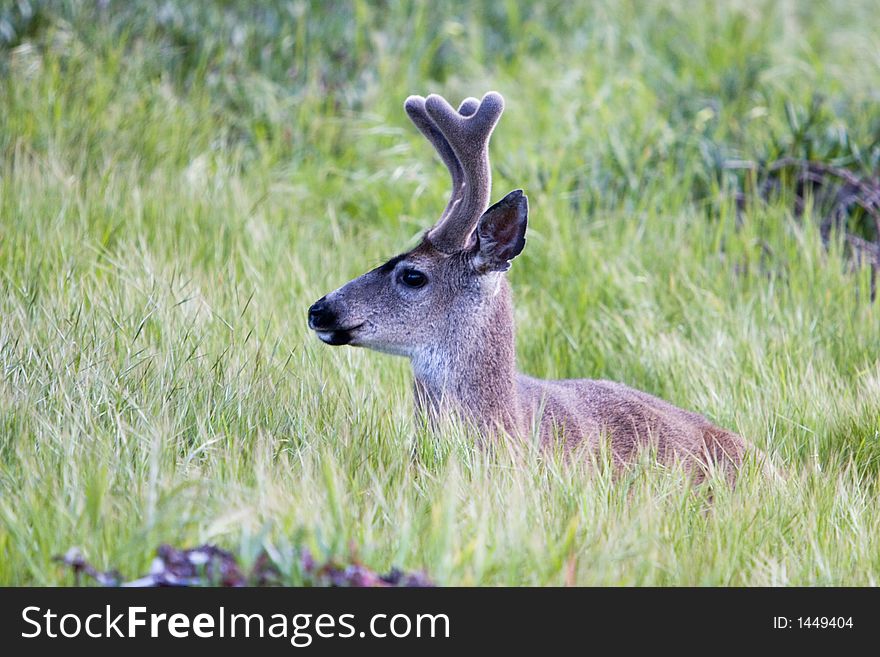 Young mule deer hiding in the grass field