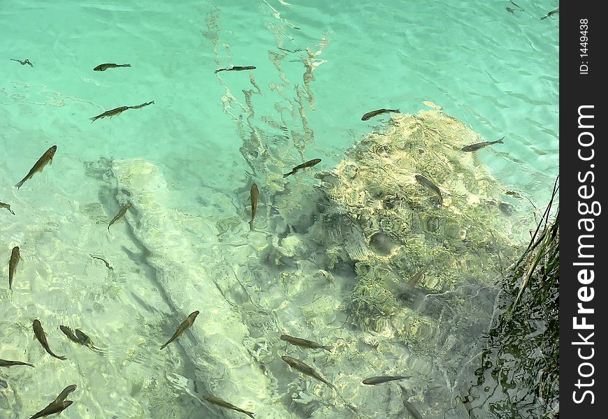 Fishes in very clean waters in Plitvice National Park